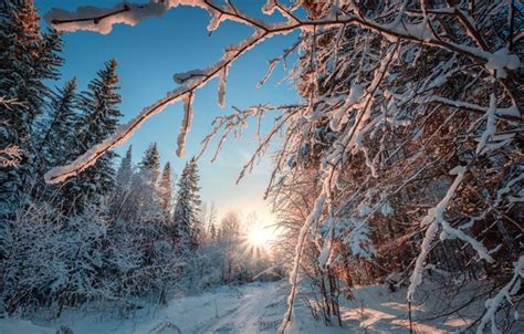 Wallpaper Winter Forest The Sun Rays Snow Trees Frost Perm Krai