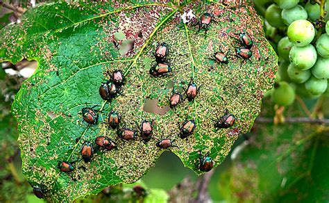 The Story Of Japanese Beetles And How To Fight Them