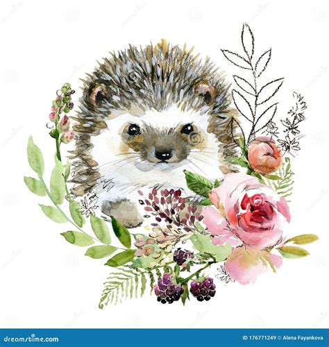 Hedgehog Stock Illustrations 33892 Hedgehog Stock Illustrations