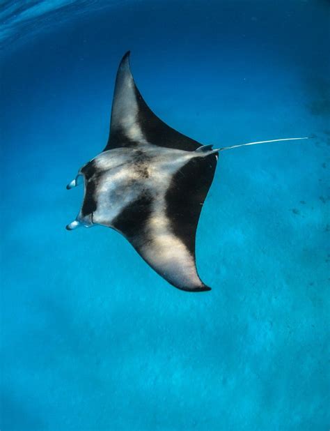 Manta Rays Vs Sting Rays Difference And Comparison