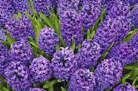 Purple Hyacinth Flowers Stock Image C0092858