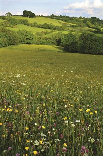 Britains Best Wildflower Meadows