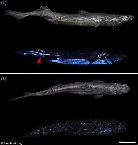 Giant Glow In The Dark Shark That Uses Bioluminescence As A Camouflage