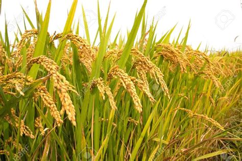 Government Yet To Fix Support Price For Paddy Nature Khabar