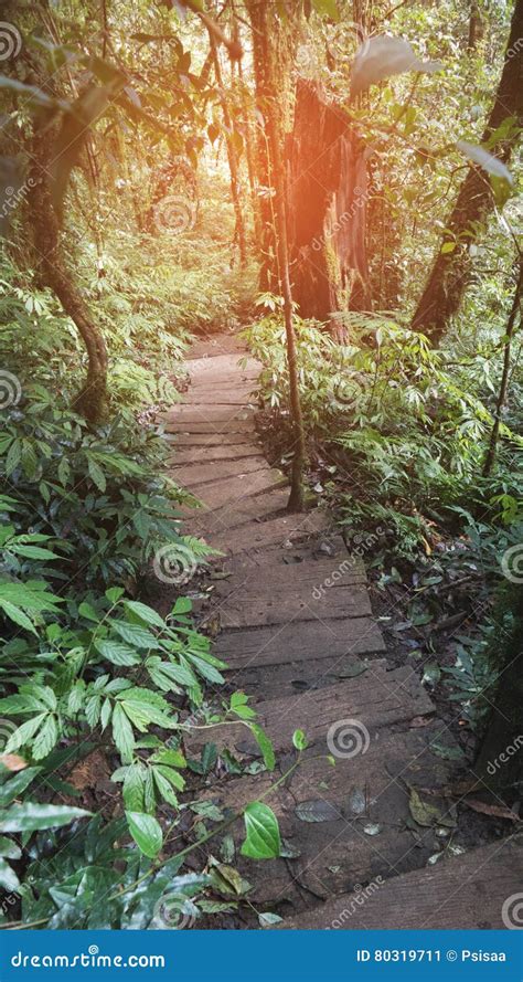 Trekking Trail In Tropical Rain Jungle Forest Stock Image Image Of