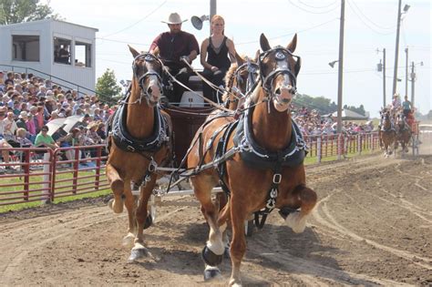 Annual Draft Horse Show Returns To Britt For 36th Year Mason City