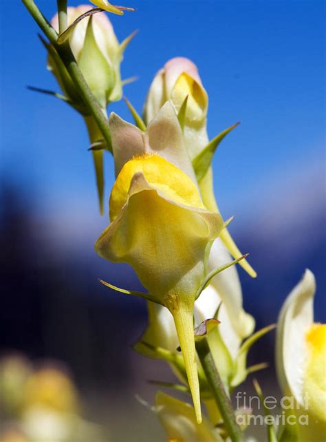 Jasper Butter And Eggs Wildflower Photograph By Terry Elniski