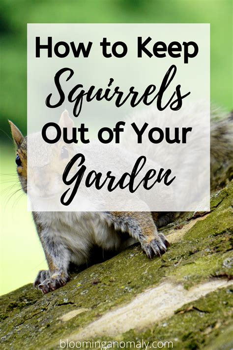 Are Annoying Squirrels Destroying Your Plants And Flowers Learn