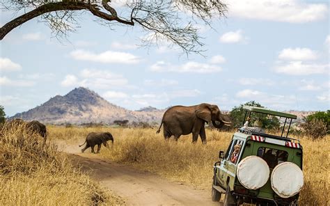African Safari Tips What You Need To Know Before You Go