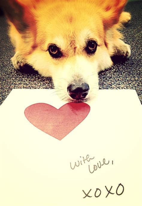 38 Best Images About Corgi Valentines On Pinterest Valentines Copper And Valentines Day Date