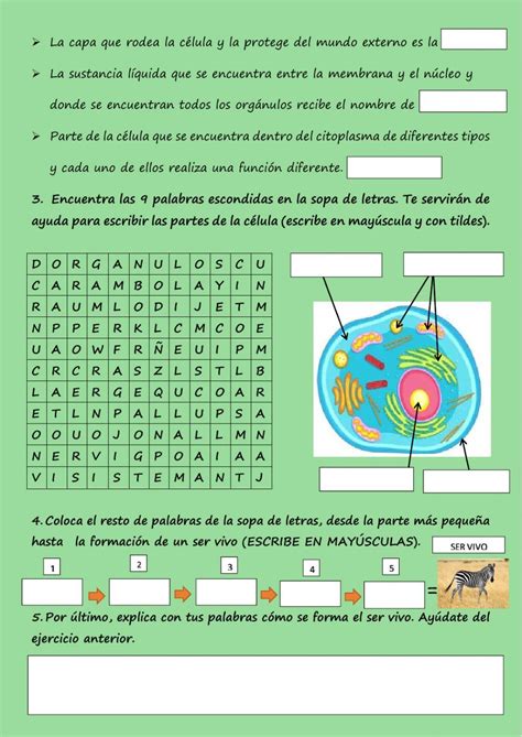 Ejercicio De Los Sres Vivos Lá Célula Clases De Celulas Procariota