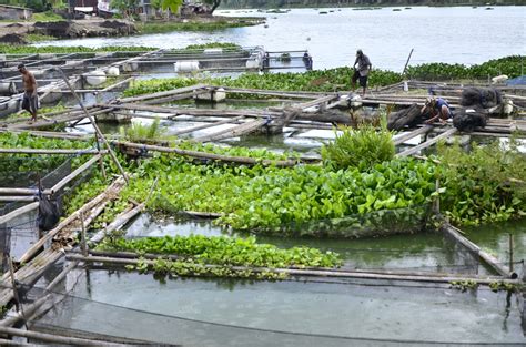 Kemudian masukan telur bebek beserta vanili. 36+ Gambar Ikan Nila Dalam Koja