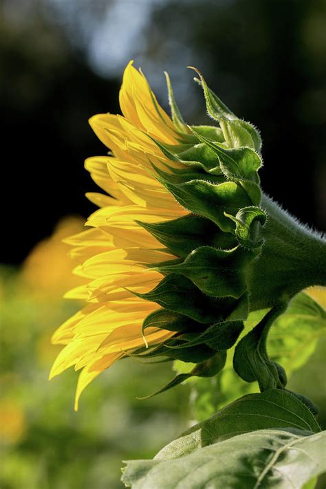 Side View Sunflower Photograph By Cheryl Gayser Fine Art America
