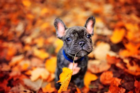 Because mobile pet grooming allows us to be so focused on your pet, they will be able to walk freely in the van to get comfortable and then the. Fall Pet Grooming to Keep Your Dog Happy and Healthy