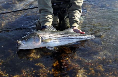 Striper Fish Facts And Faq On The Water