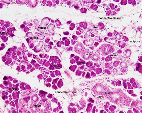 Filesubmandibular Gland Histology 03 Embryology