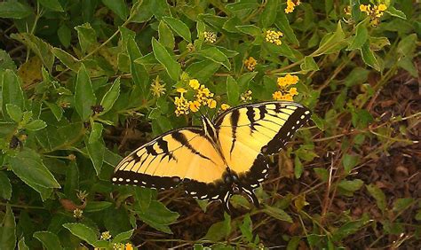 Yellow Swallowtail Butterfly Close Photograph By Cheryl Giantsios