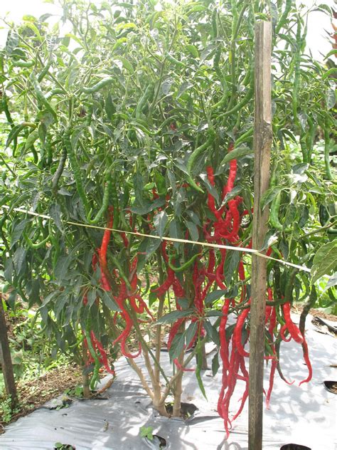 menanam cabai merah besar pertanian sukses