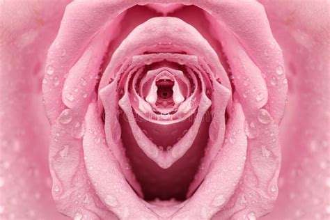 Erotic Metaphor Design Rose Bud With Petals And Water Drops Resembling Vulva Beautiful Flower