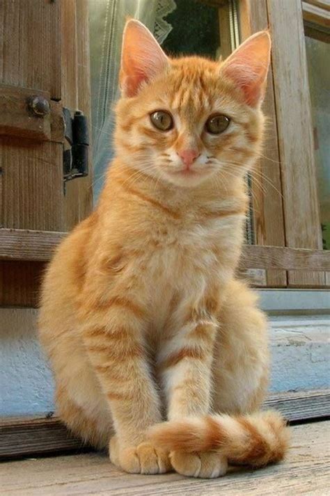 Pin By Kasia Sokołowska On Kici Kici Miau Orange Tabby Cats Kittens Orange Cats
