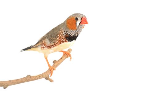 Zebra Finch Finches And Canaries Guide Omlet Us