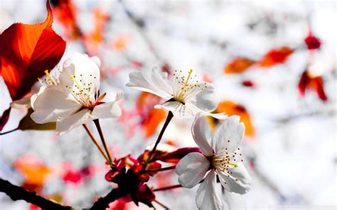 Closeup Photo Of White Cherry Blossom Flower Hd Wallpaper Wallpaper Flare