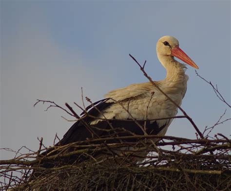 Nina wie lange ist es sinvoll (jahreszeitlich gesehen) eine henne brüten zu lassen? Unsere Störche