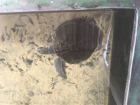 Turtle Hatchery Hikkaduwa All You Need To Know Before You Go