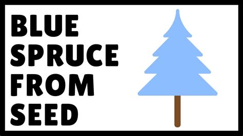 How To Grow Blue Spruce From Seed Youtube