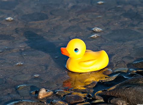 Free Rubber Ducky Download Free Rubber Ducky Png Images Free Cliparts