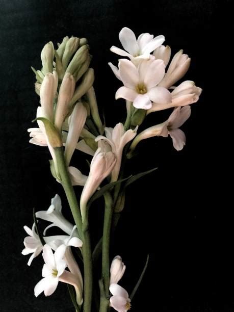 Tuberose Flowers Stock Photos Pictures And Royalty Free Images Istock