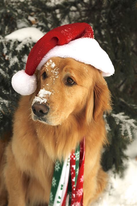 Pin By Nikey Mattson On Just Goldens Dog Christmas Pictures Golden