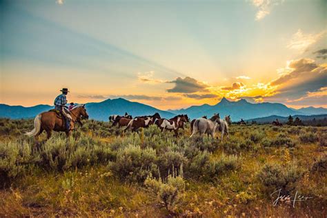 Heading For Sunset Cowboy Herding Horses To The Sunset Wyoming