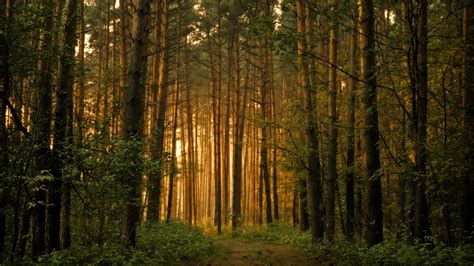 Forest Trees Wallpaper Landscape Nature Wallpapers In 
