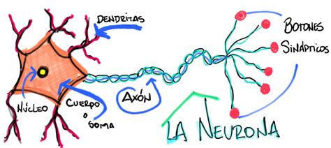 Sistema Nervioso Central La Neurona Unidad Básica Del Sistema Nervioso