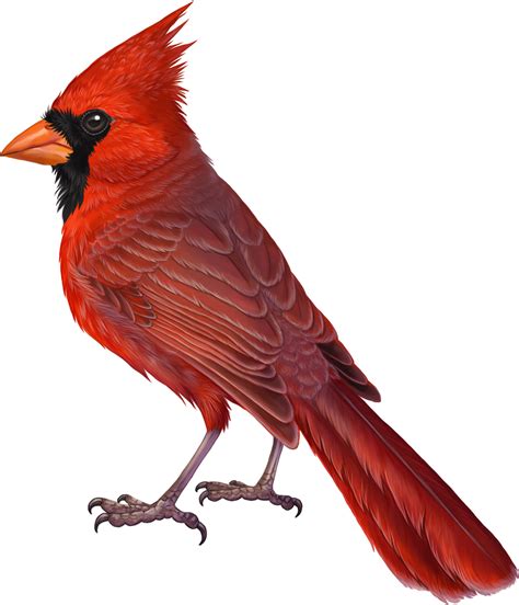 Cardinal Birds Art Cardinal Painting Red Birds Birds Painting Blue