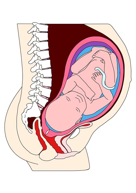 Cross Section Of Womb With Foetus Stock Images