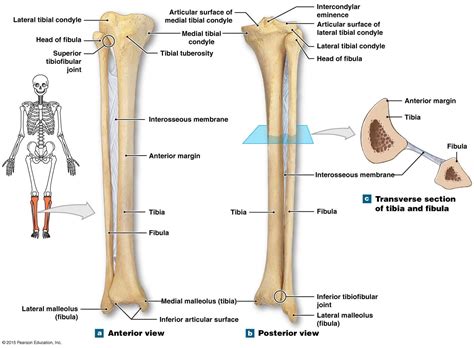Continuing Medical Educationtibia And Fibula Anatomy