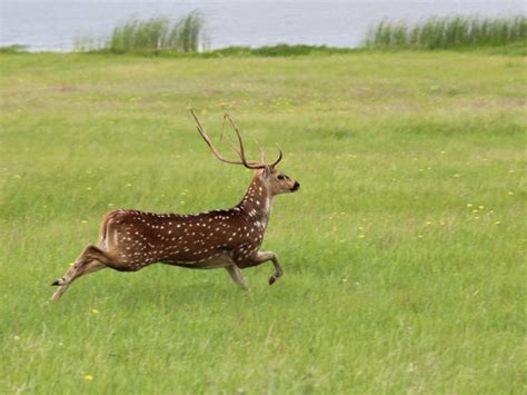 Guided Axis Hunting In Texas Lone Oak Adventures