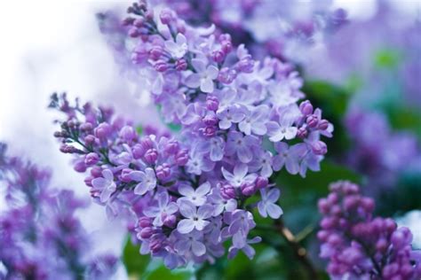How To Grow Lilacs For A Fragrant Spring Garden Therapy