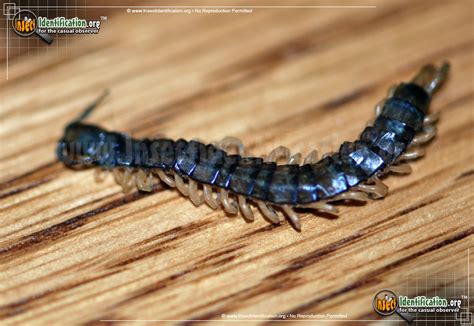 Scolopendrid Centipede