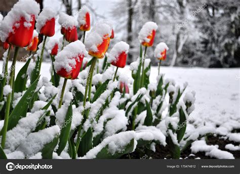 Tulips In A Snow — Stock Photo © Marijonas 175474812