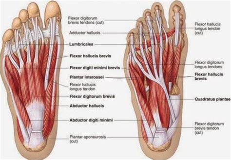 Symptoms of a torn ligament in the foot. Developing Strength & Stability in the Foot, Ankle, and Lower Leg — Mountain Peak Fitness