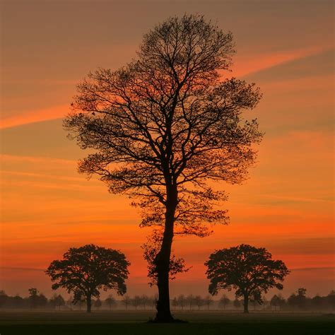 Sunset Tree Ii By Martin Podt Sunset Nature Sunset Photography