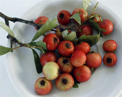 Hawthorn Berries Zaaroor Taste Of Beirut