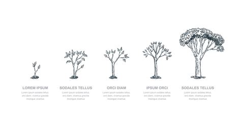 Light reflection angle changes the color of three stage paints. Stages Of Growing Tree Vector Sketch Illustration ...