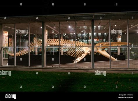 Complete Blue Whale Skeleton At Night Beaty Biodiversity Museum