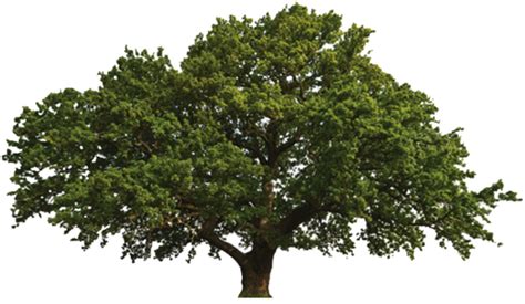 Oak Png Download Image Png All Png All