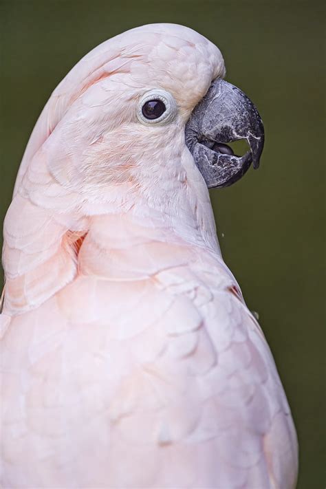 Parrot Bird Beak Pink Hd Phone Wallpaper Peakpx