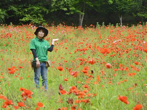 モネ愛した ポピー咲く 高知県・北川村 「園の新名所に」 | 高知新聞